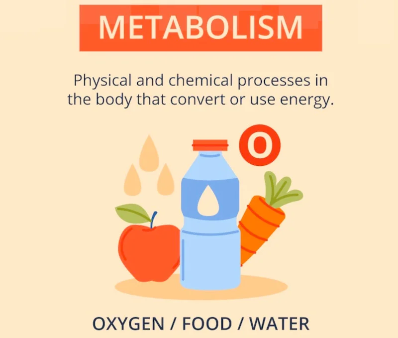 Scientific Metabolism Quiz Health Score - What is Metabolism?