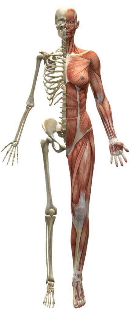 Body Composition - How Skinny Fat Affects GLP-1 (Ozempic) Weight Loss & Muscle Mass - Image by <a href="https://pixabay.com/users/massagenerds-5254990/?utm_source=link-attribution&amp;utm_medium=referral&amp;utm_campaign=image&amp;utm_content=2277447">Ryan Hoyme</a> from <a href="https://pixabay.com//?utm_source=link-attribution&amp;utm_medium=referral&amp;utm_campaign=image&amp;utm_content=2277447">Pixabay</a>