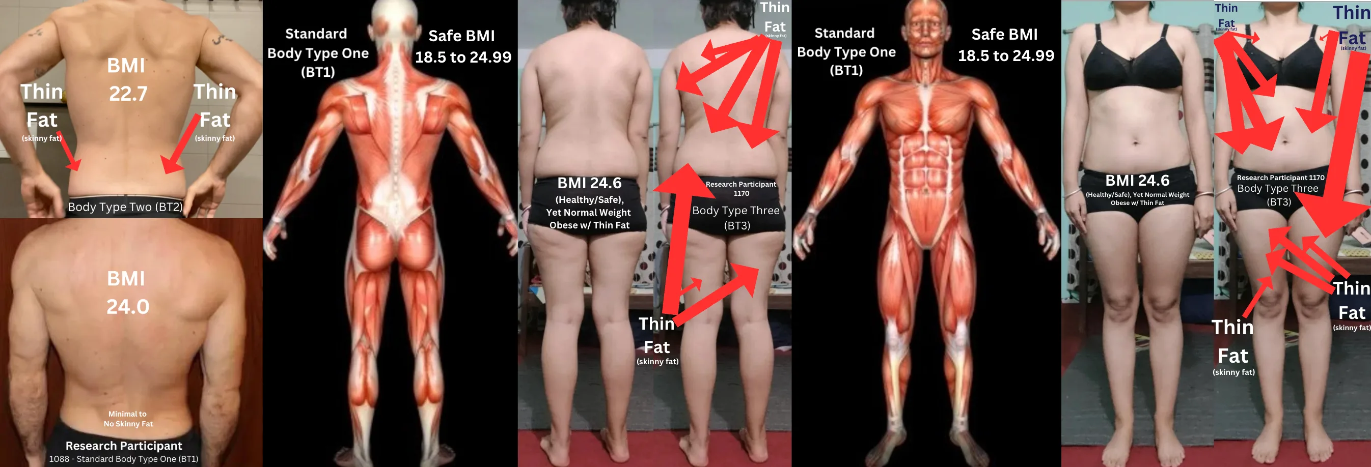 Examples of Thin Fat Skinny Fat Compared to Standard BodY Type One (BT1) with All 600+ Genetic Muscles/Mass Developed - Free Scientific Skinny Fat Test