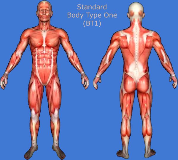 Standard Body Type One (BT1) - All 600+ Muscles Genetically Developed