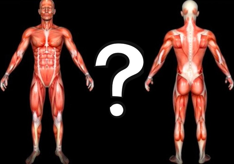 Where Is My Genetic Muscle?