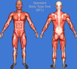 Low Muscle Mass, Skinny Fat, and How to Measure