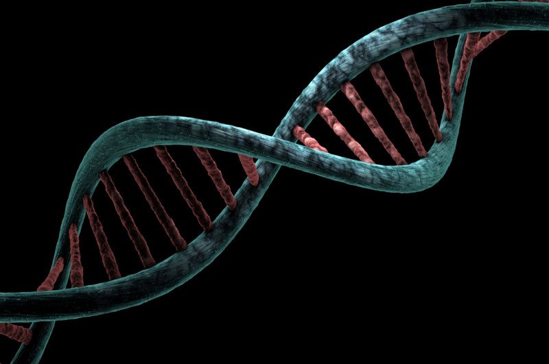 From the MRI Lab to Your Body: The Evidence - Is Skinny Fat Genetic? 