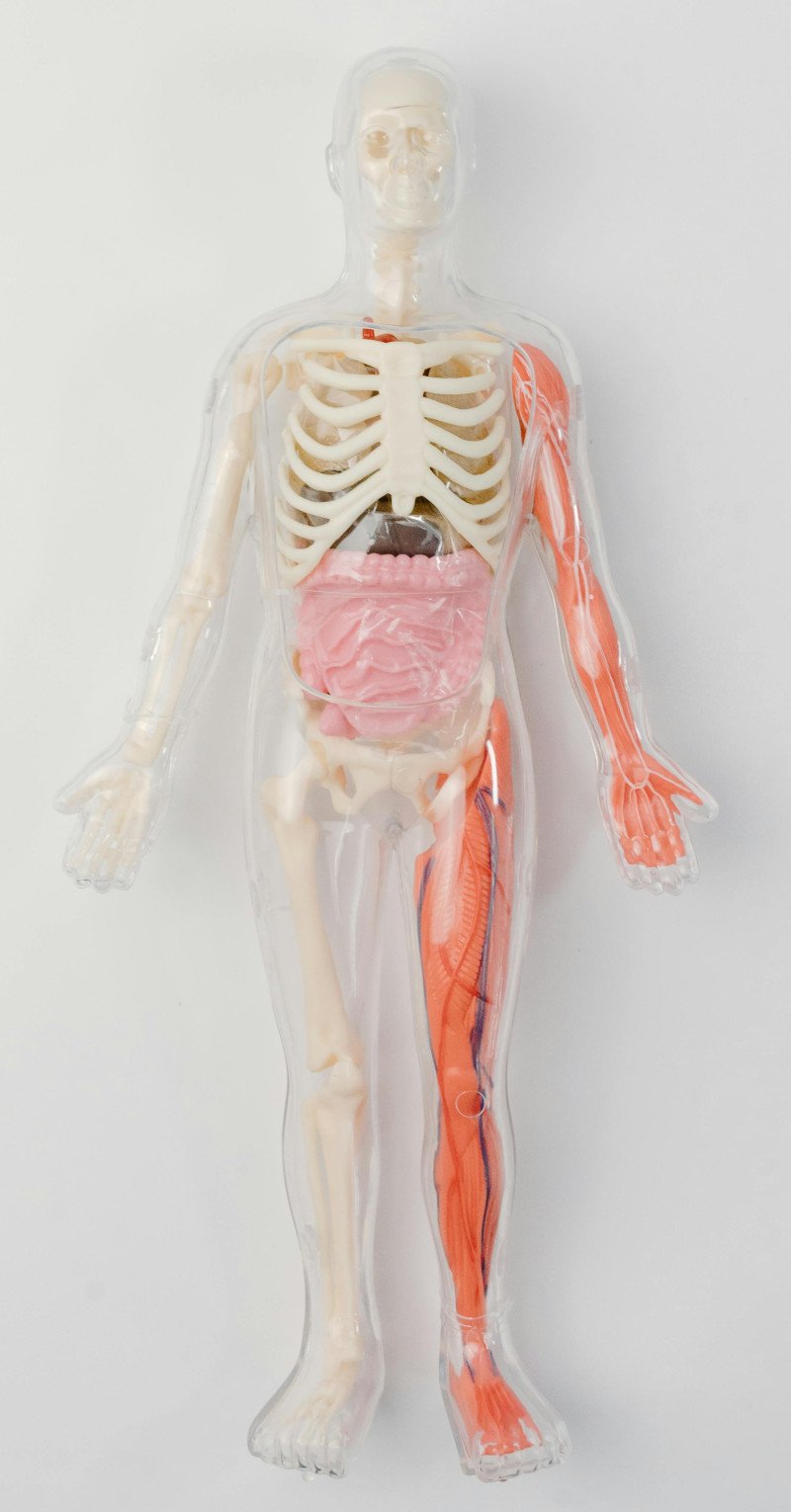 Scientific Skinny Fat Test - Human Body