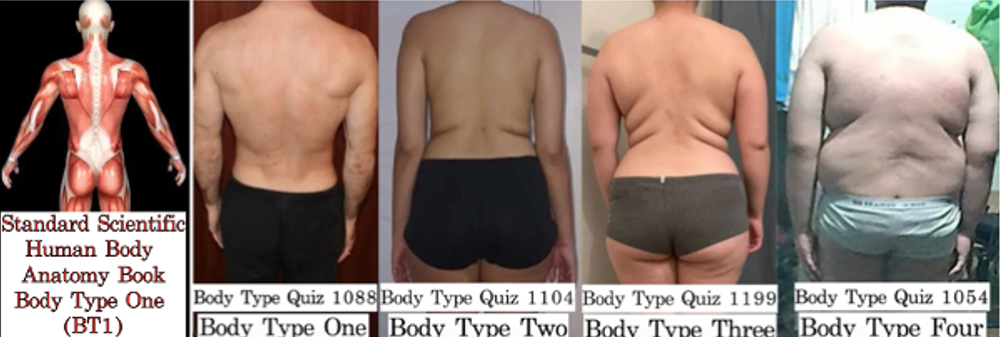 Skinny Fat Data - Body Type Science Research, The Four Body Types