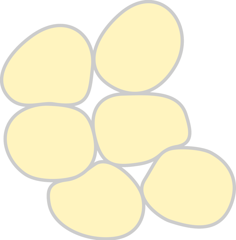 Adipose Tissue Cells - BMI and Skinny Fat