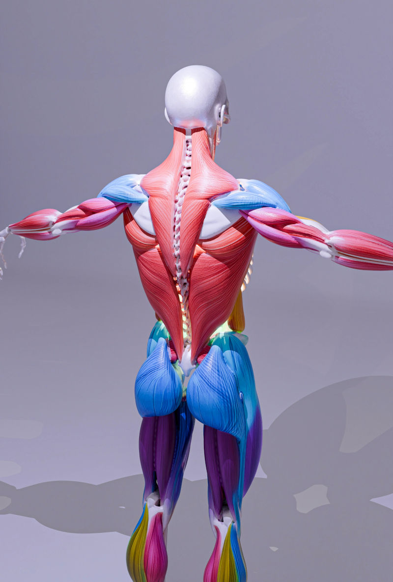 Skinny Fat & Genetic Muscle Formation