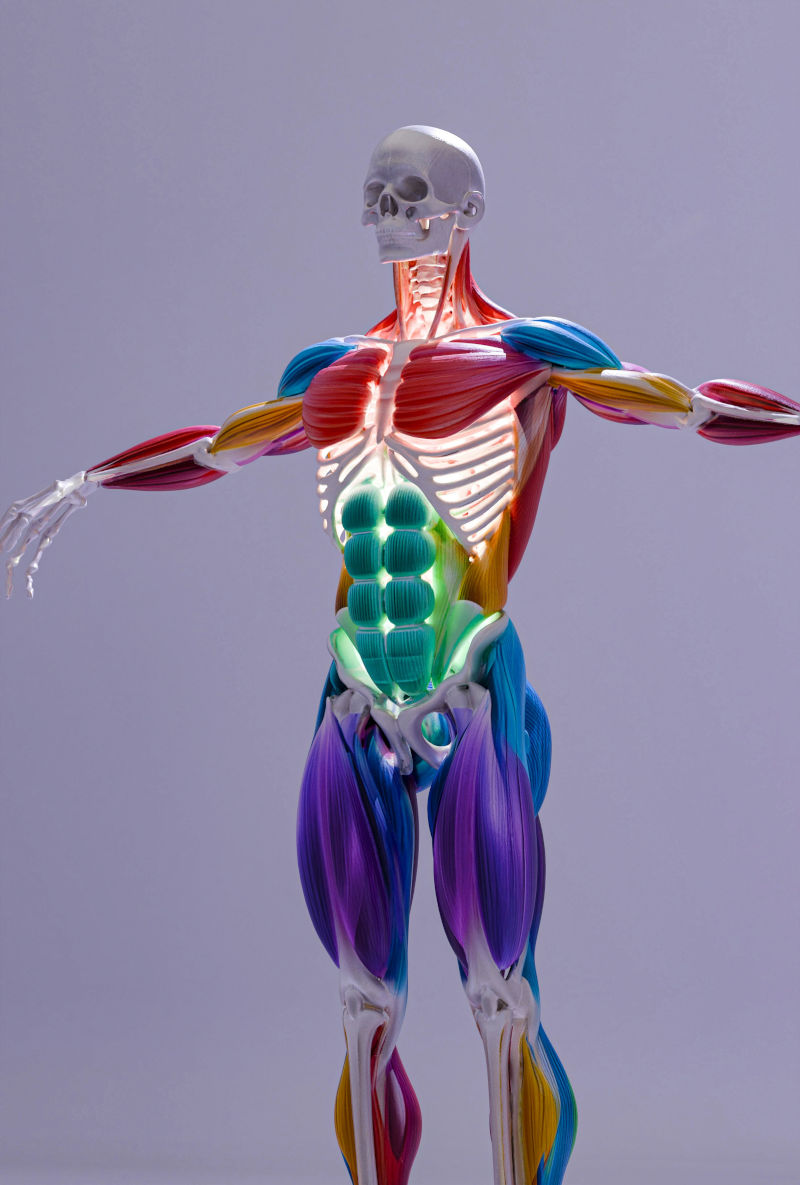 Skinny Fat Genetics