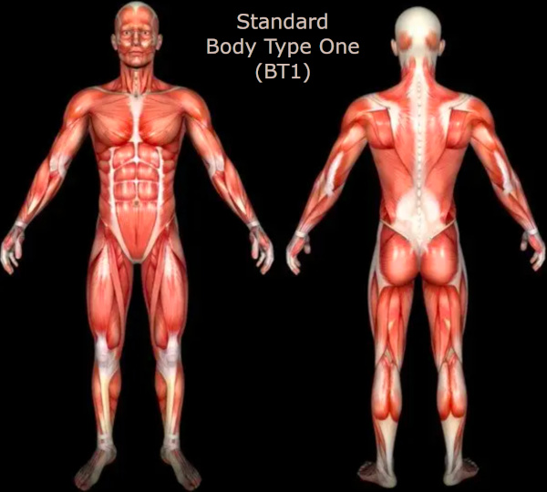 Standard Body Type One (BT1) - All 600+ Muscles Developed