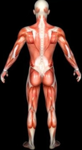 Standard Anatomical Body with All 600+ Muscles - Back