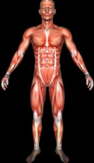 Standard Anatomical Model with All 600+ Muscles, Front - Why Is There No Standardized Baseline Phenotype to Understand Muscle Deficiency (Skinny Fat)?